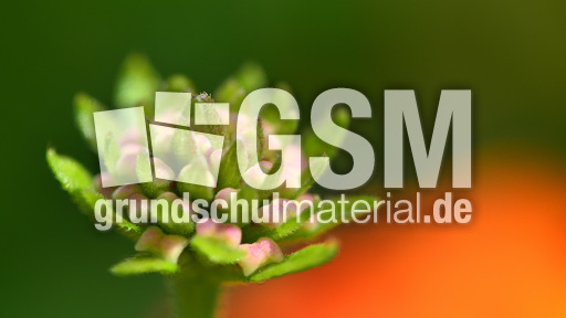 Wandelröschen (4).jpg